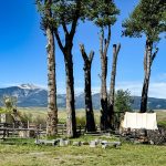 old trees and a covered wagon with some mountains in the background